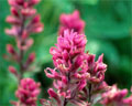 cluster magenta paintbrush at Mt Rainier